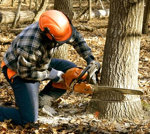 Tree Removal in Sinton, TX